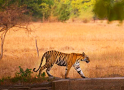 bandhavgarh-tiger