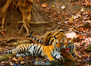 bandhavgarh-tigers-2