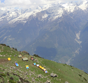 manali-tour-19